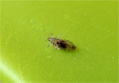 Pediculus humanus capitis