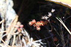 Sedum mesoamericanum