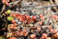 Sedum mesoamericanum