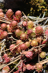 Sedum mesoamericanum