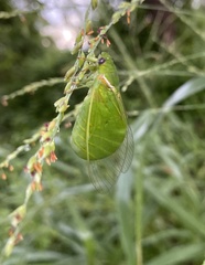 Chlorocysta vitripennis