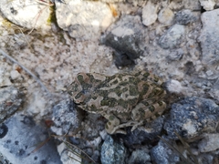 Bufotes cypriensis