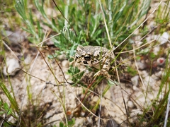 Bufotes cypriensis