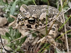 Bufotes cypriensis