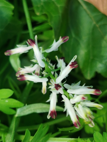 Southern Ramping-fumitory