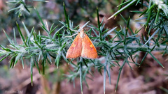 Mnesictena flavidalis