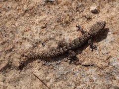 Mediodactylus orientalis