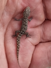 Mediodactylus orientalis