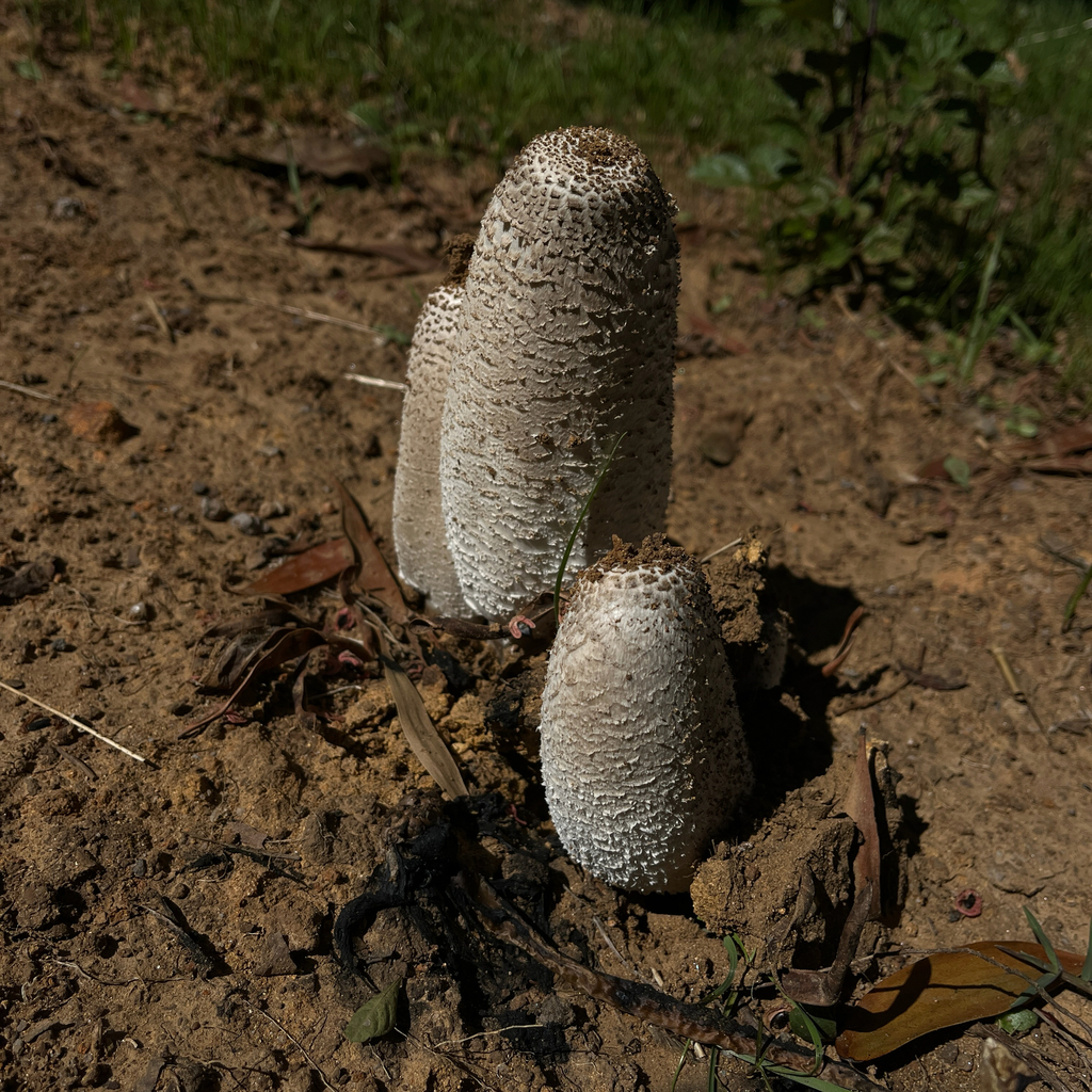 Coprinus comatus · April 2026 · photo: © cristianriquelme (iNaturalist, cc-by)
