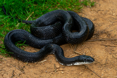 Eastern Rat Snake photo 1