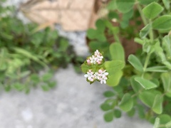 Valerianella radiata