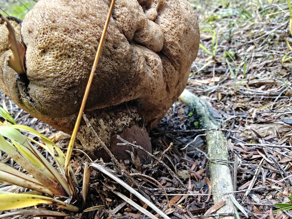 Tylopilus formosus · April 2026 · photo: © mstirling (iNaturalist, cc-by)