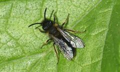 Andrena bicolor