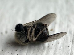 Turbopsebius diligens