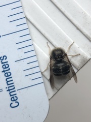 Turbopsebius diligens