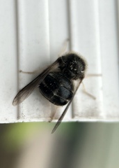 Turbopsebius diligens