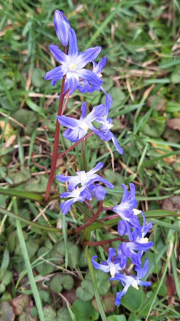 Scilla forbesii, Kenwood Park, Cedar Rapids, IA, USA