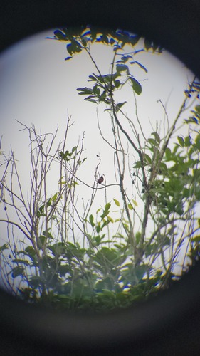 Lonchura atricapilla