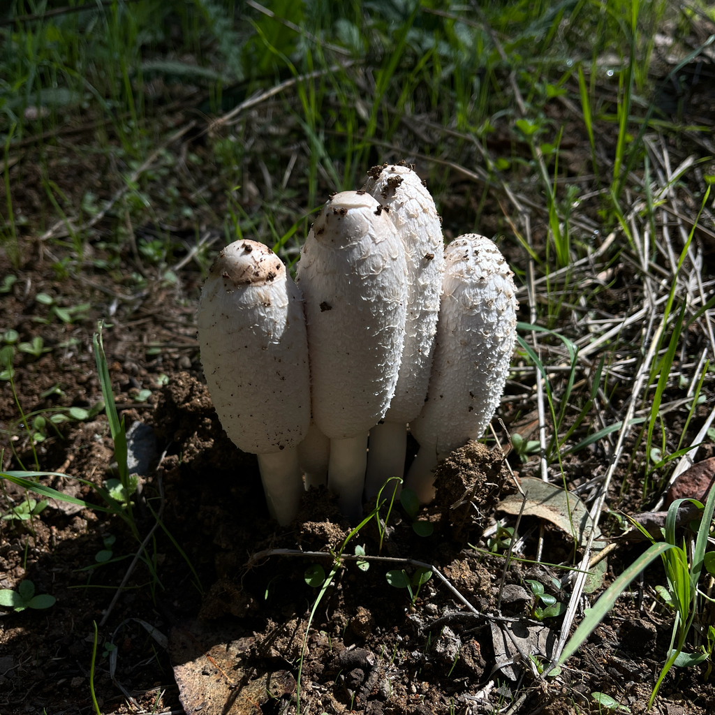 Coprinus comatus · April 2026 · photo: © cristianriquelme (iNaturalist, cc-by)