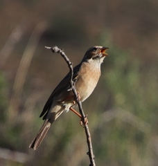 Lark-Like Bunting photo 5
