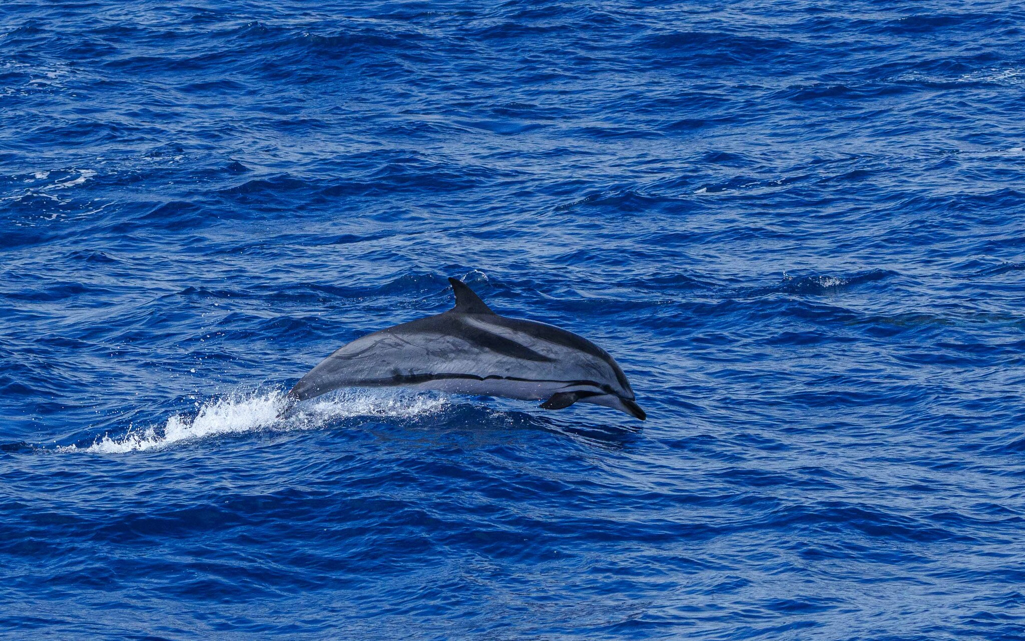 Stenella coeruleoalba