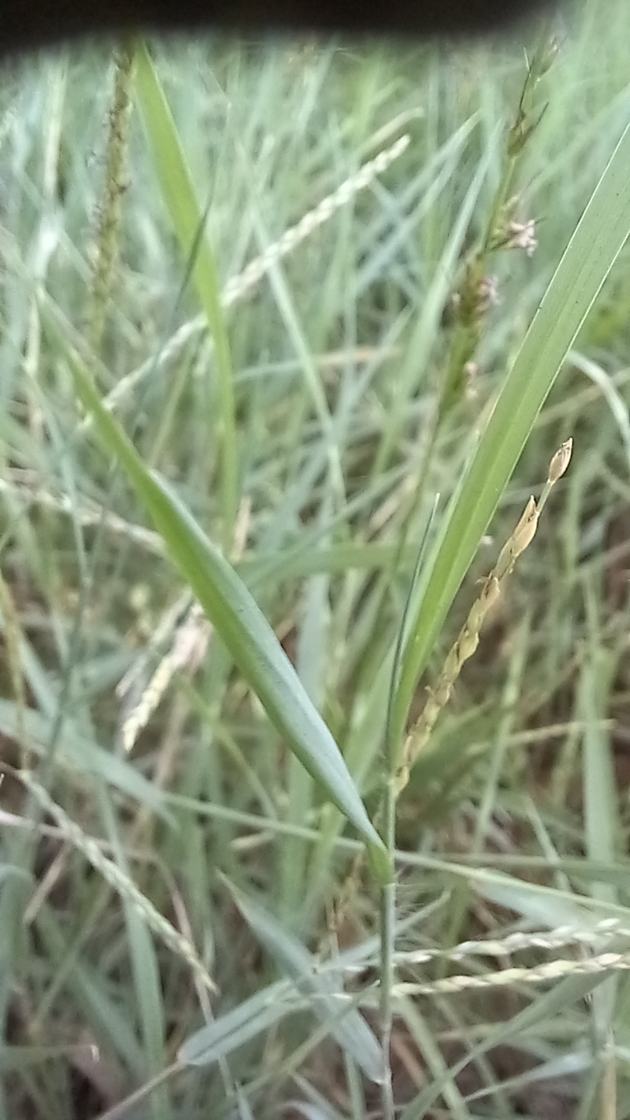 Imagem de grama-estrela