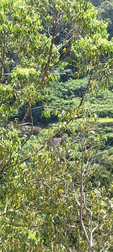 Oriolus chinensis