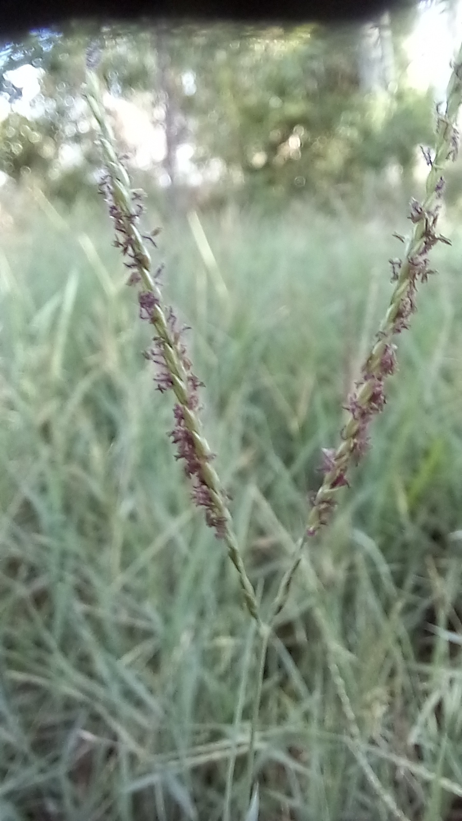 Imagem de grama-estrela