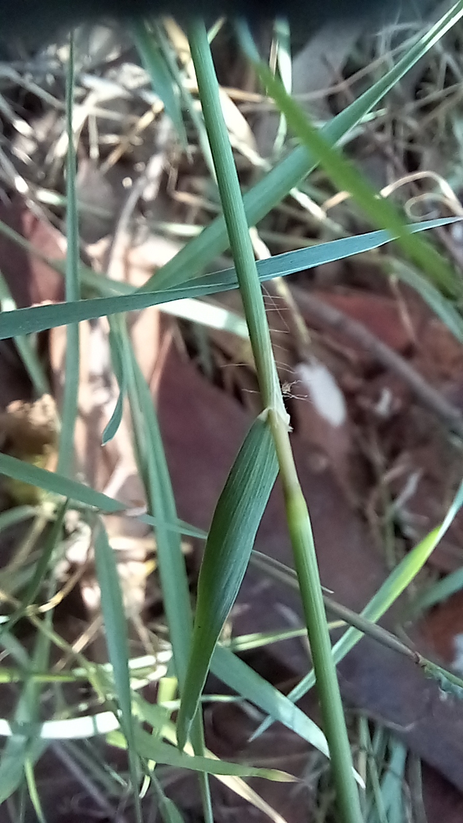 Imagem de grama-estrela