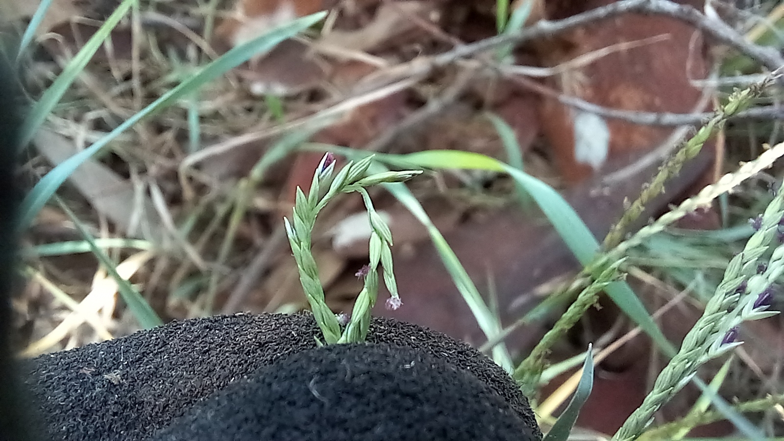Imagem de grama-estrela