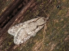 Semioscopis avellanella