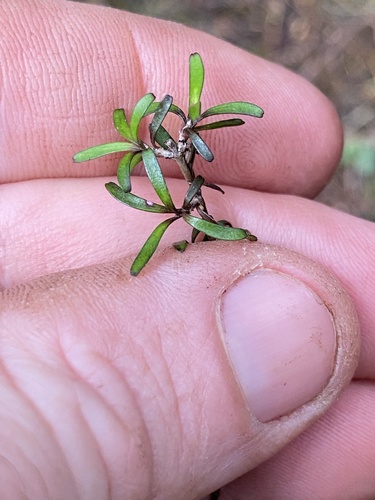Coprosma cuneata observed 2026-04-01