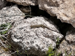 Phoenicolacerta troodica