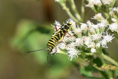 Megacyllene robiniae