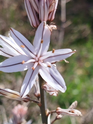Branched Asphodel