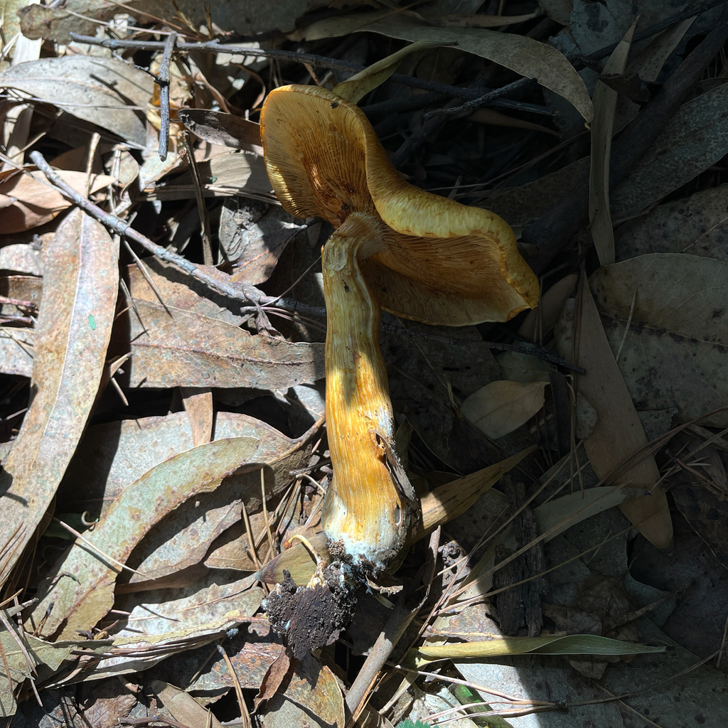 Gymnopilus junonius · April 2026 · photo: © cristianriquelme (iNaturalist, cc-by)