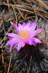 Mammillaria deherdtiana dodsonii