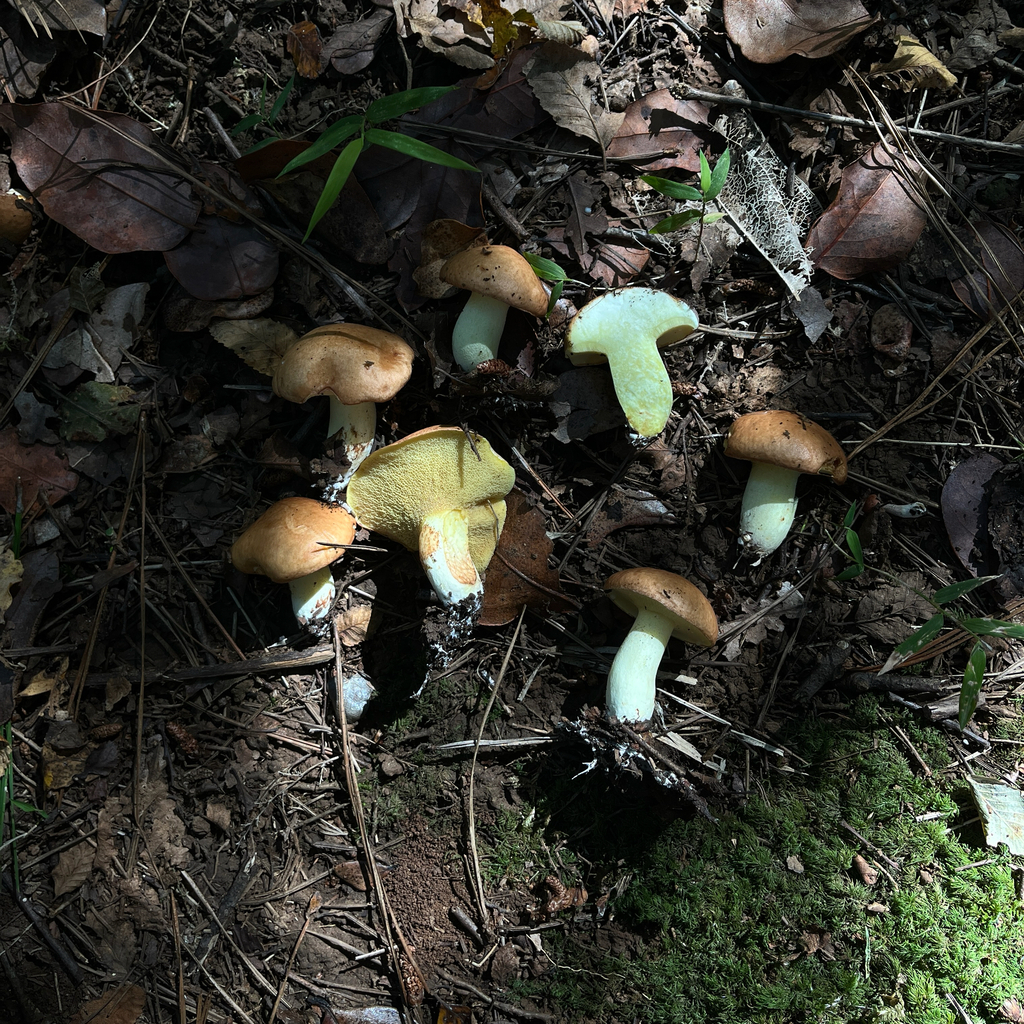 Suillus granulatus · April 2026 · photo: © cristianriquelme (iNaturalist, cc-by)