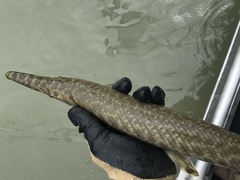 Spotted Gar photo 5
