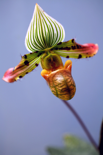 Charming Paphiopedilum (Paphiopedilum venustum)
