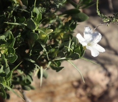 Barleria stimulans