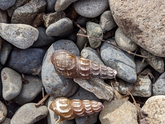 Juga plicifera