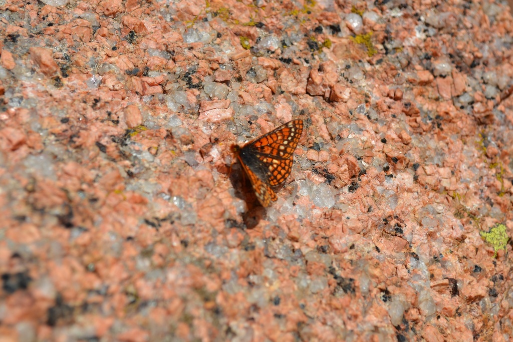 Occidryas anicia capella