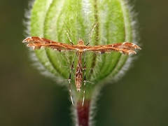 Oxyptilus chrysodactyla