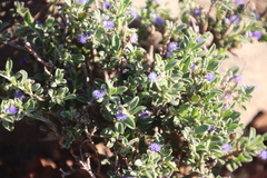 Polygala asbestina