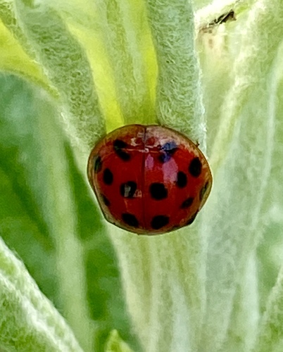 iNaturalist observation photo of Asian Lady Beetle