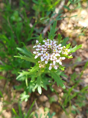 Iberis odorata