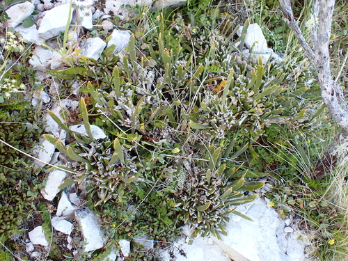 Carmichaelia astonii, photograph 1