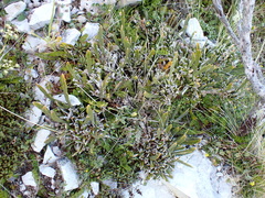 Carmichaelia astonii, photograph (c) Benjamin Lavin, some rights reserved (CC BY)