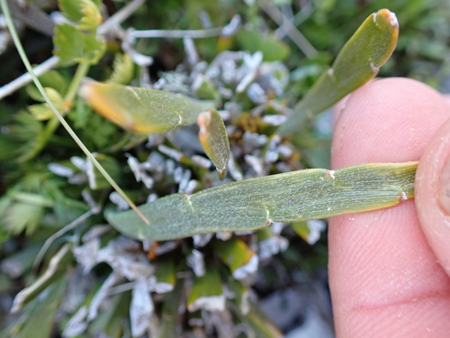 Carmichaelia astonii